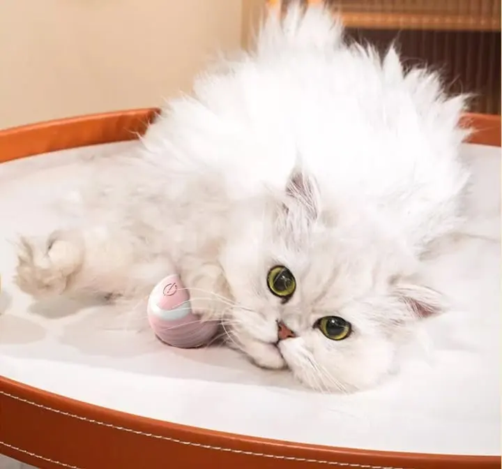 Smart Cat Ball in Action