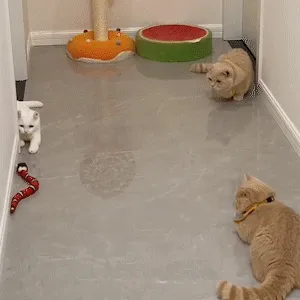 Interactive Play