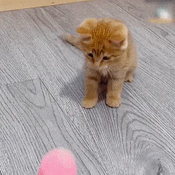Interactive Cat Toy