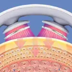 Pulse Smart Neck & Shoulder Massager - Image 3